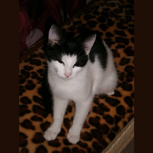 Photo of Pearl