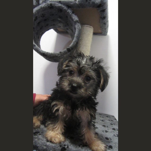 Photo of Ebony