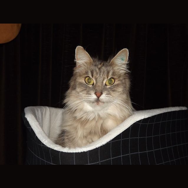Photo of Sugar