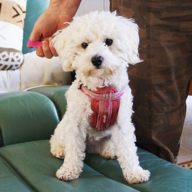 Photo of Sandy