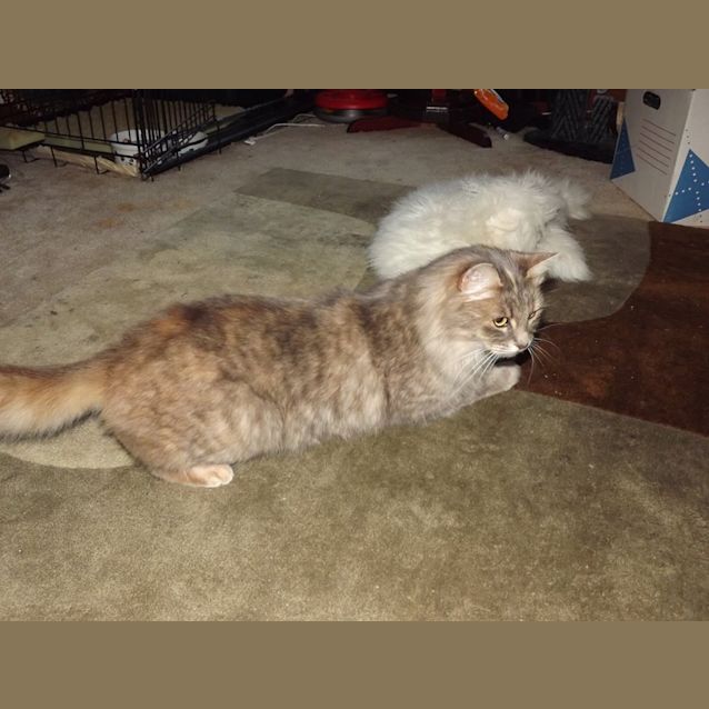 Photo of Sugar