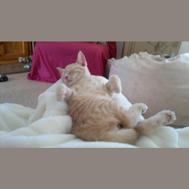 Photo of Rowdy