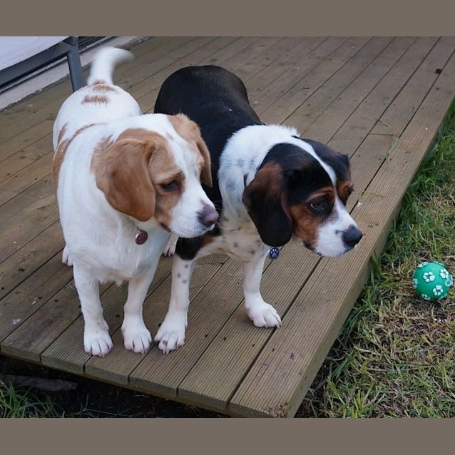 Photo of Rusty And Piper