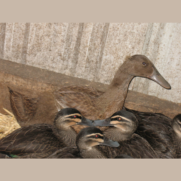 Photo of Ducky