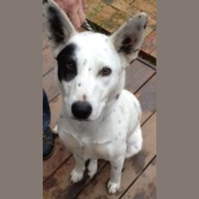 Photo of Pretty Poppy   Stumpy Tail Heeler X Border Collie