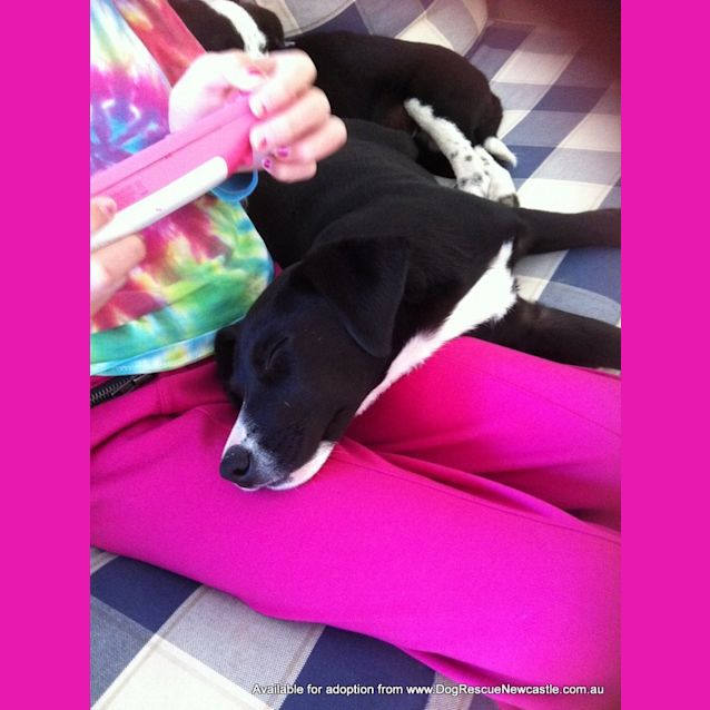 Photo of Sheba (On Trial 7/7/13)