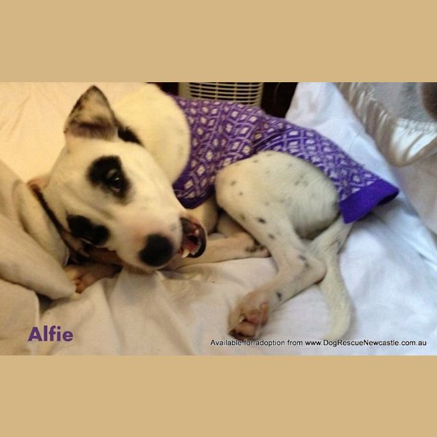 Photo of Alfie (On Trial 9/7/13)