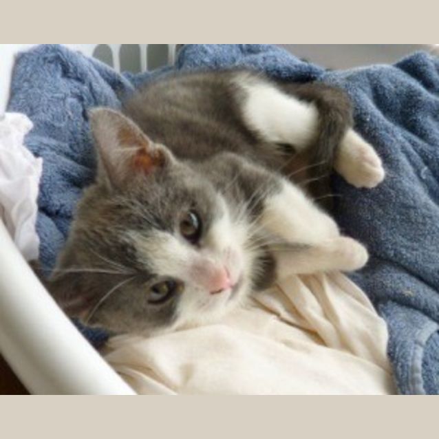 Photo of Bluey Two Shoes