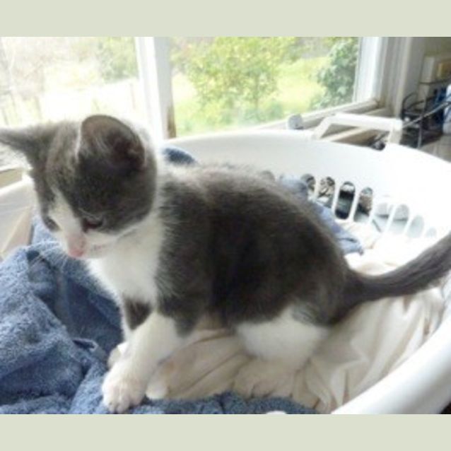 Photo of Bluey Two Shoes