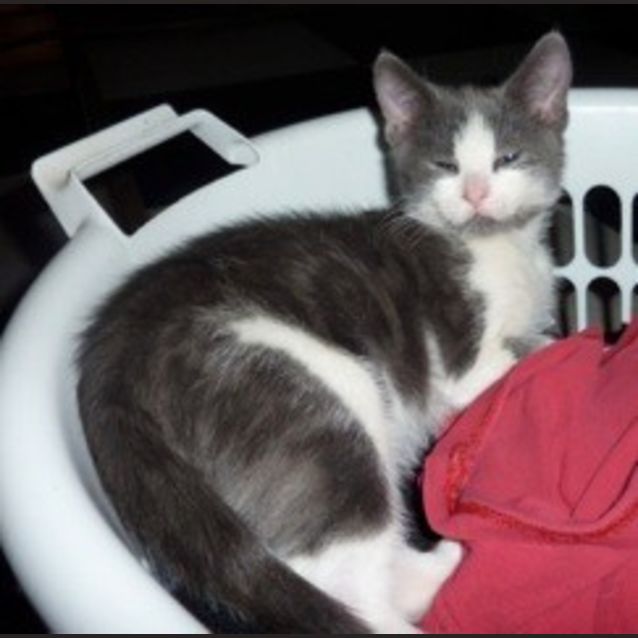 Photo of Bluey Two Shoes