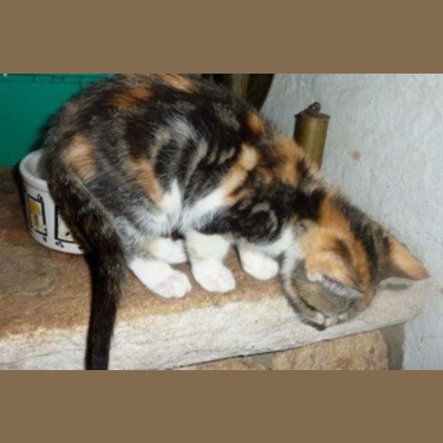 Photo of Princess Torti