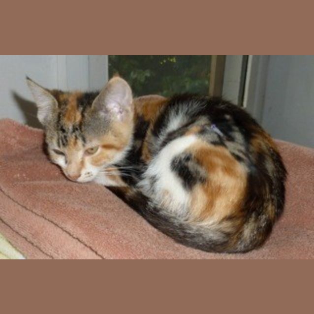 Photo of Princess Torti