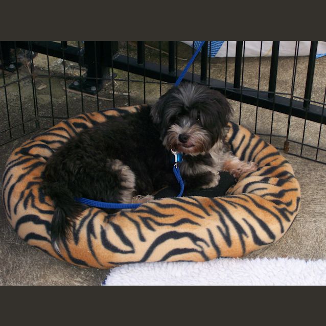 Photo of Buddy   Boy