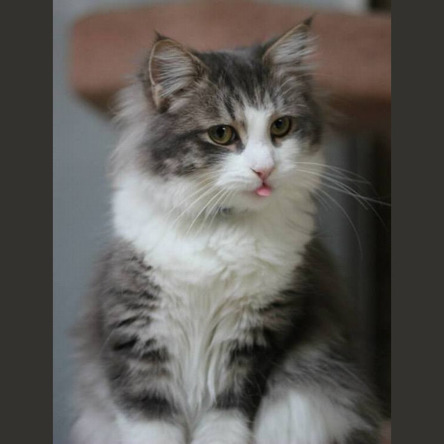 Photo of Pierre ... Loves A Warm Lap And Food On Tap!