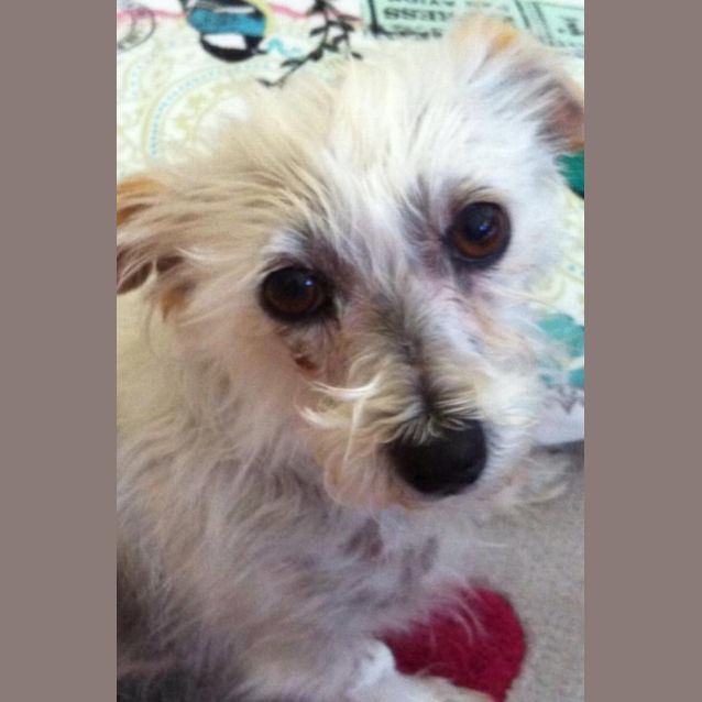 Photo of Gypsy