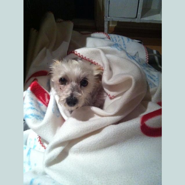 Photo of Gypsy