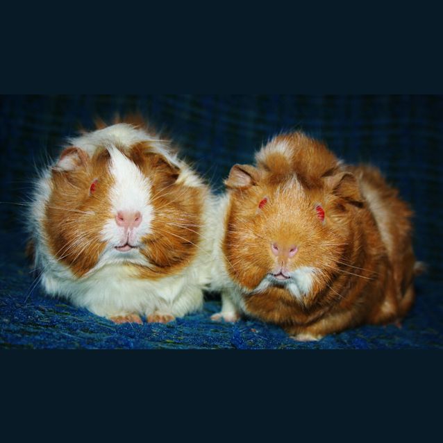 Photo of Rosy And Posy