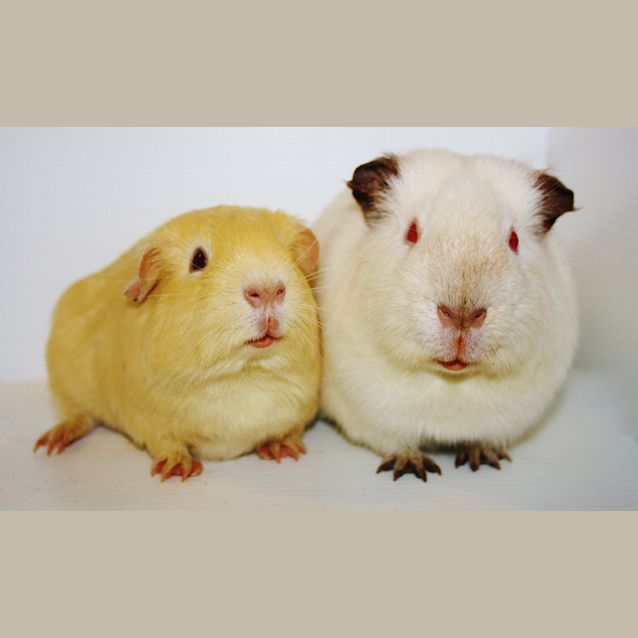 Photo of Lemon And Lime