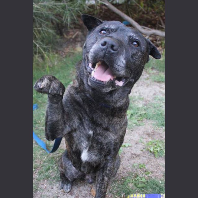 Photo of Banjo 