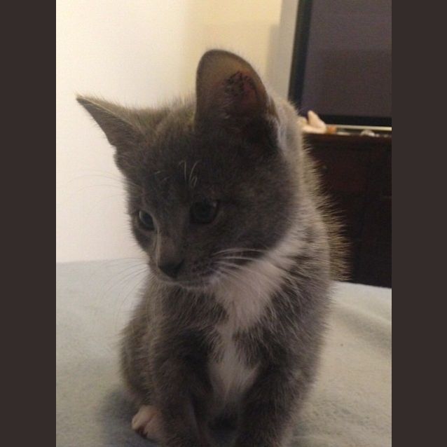 Photo of Slate