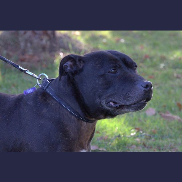 Photo of Rex