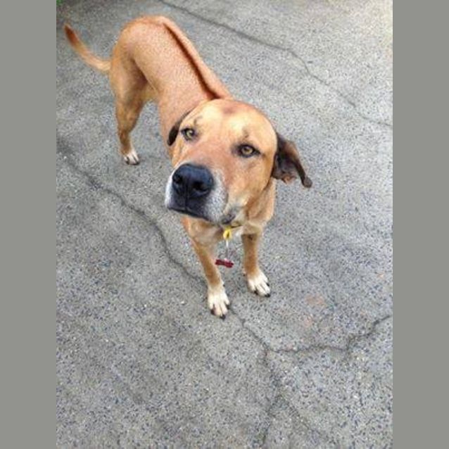 Photo of Benji