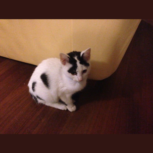 Photo of Domino