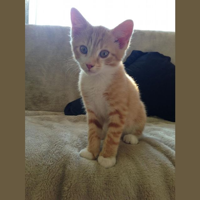Photo of Chitter