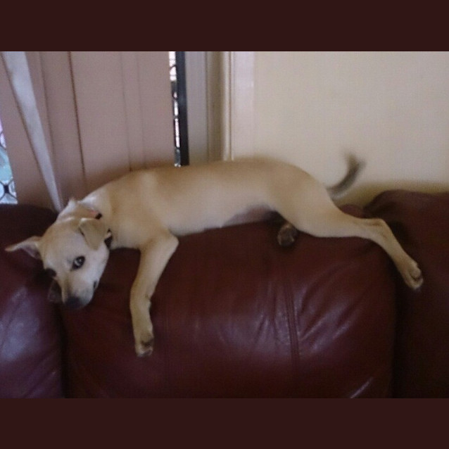 Photo of Puppy, Finn (On Trial 21/8/13)