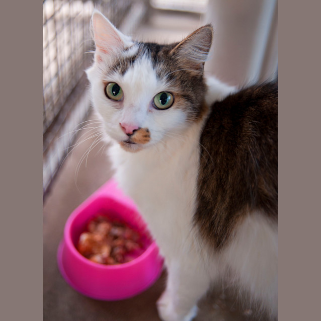 Photo of Tinkerbell Id15366