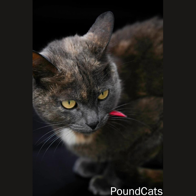 Photo of "Camellia"   Purrfect Match