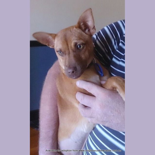 Photo of Puppy Mia (On Trial 24/7/13)