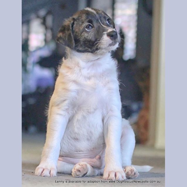 Photo of Puppy Lenny (On Trial 2/8/13)