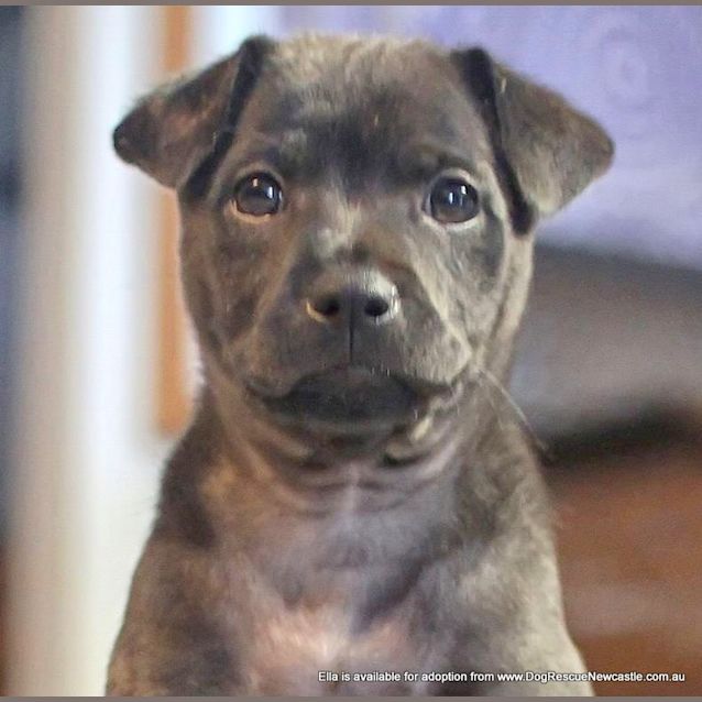 Photo of Puppy Ella (On Trial 13/7/13)