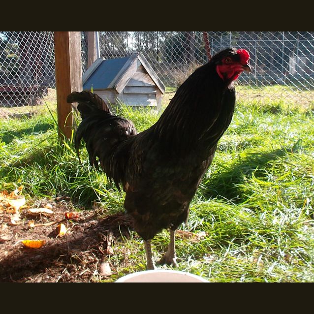 Photo of Blackie