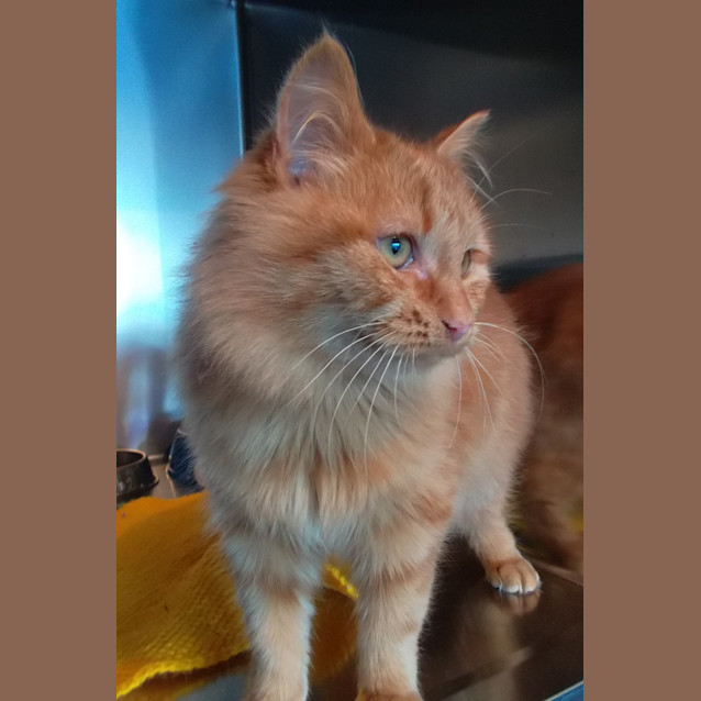 Photo of Boris