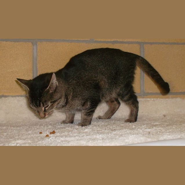 Photo of Jolicat