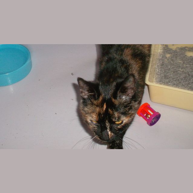 Photo of Cinnamon