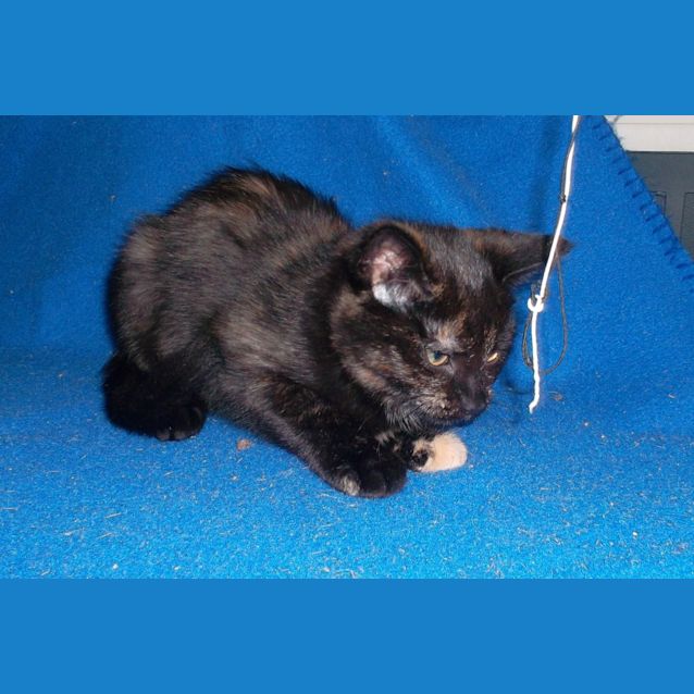 Photo of Sweetie