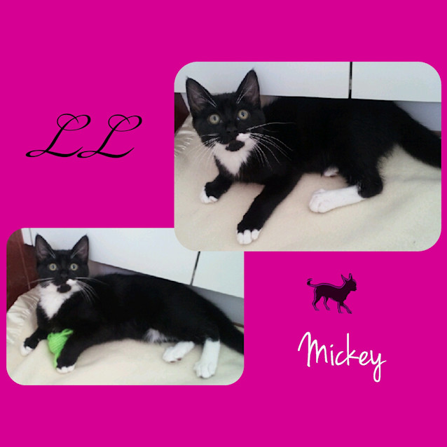 Photo of Mickey
