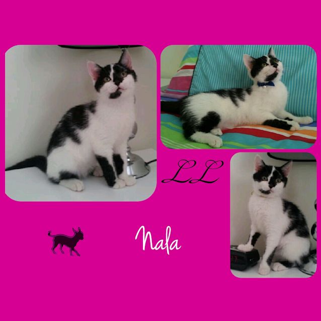 Photo of Nala