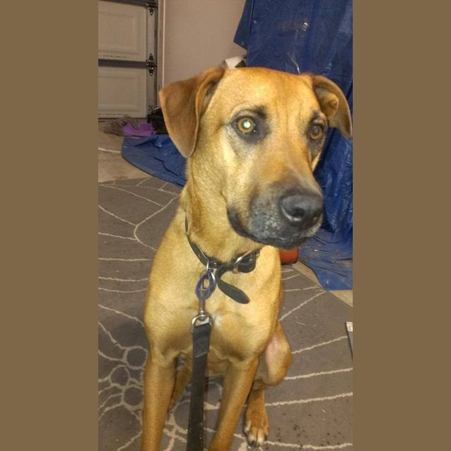 Photo of Xena   Application Pending