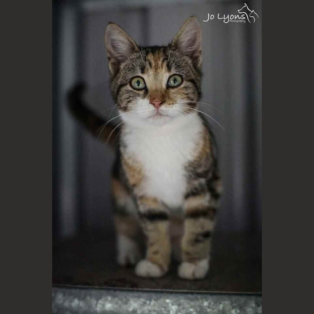 Photo of Tilly
