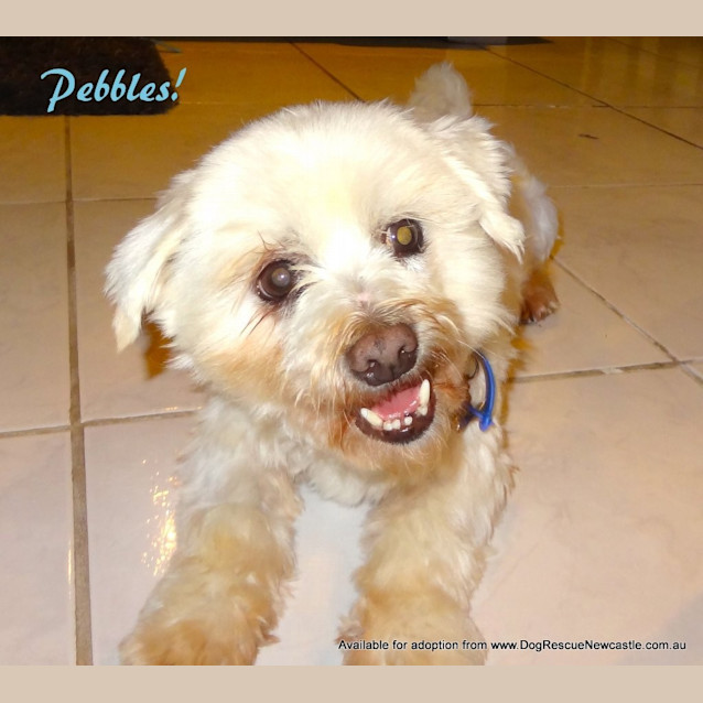 Photo of Pebbles (On Trial 28/7/13)