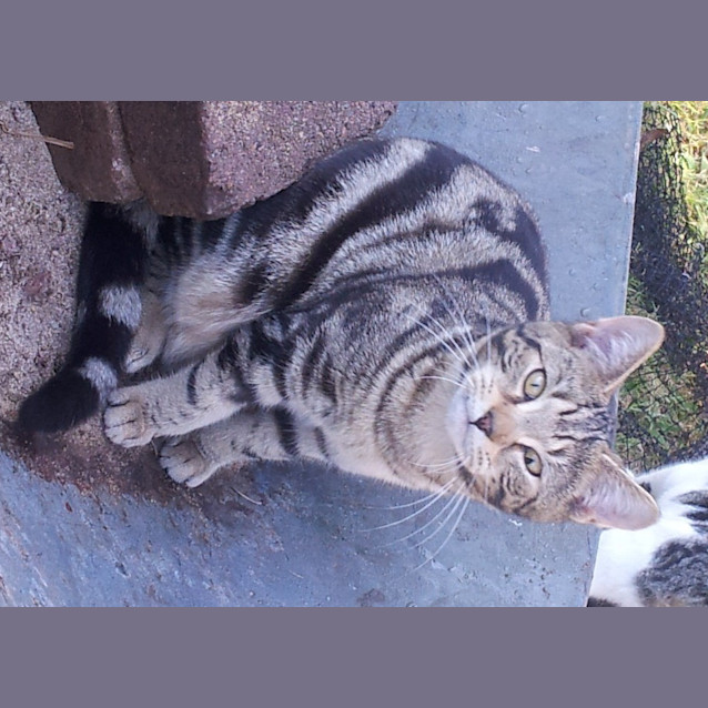 Photo of Cookie (Kitten)