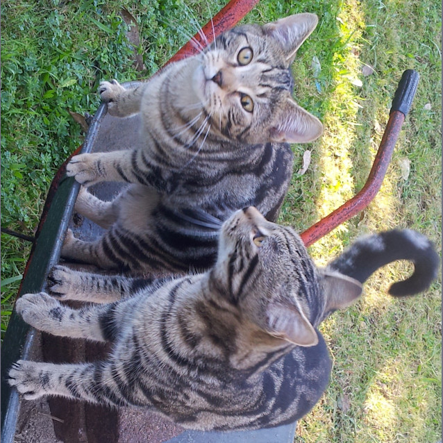 Photo of Cookie (Kitten)