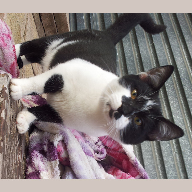 Photo of Artie (Kitten)