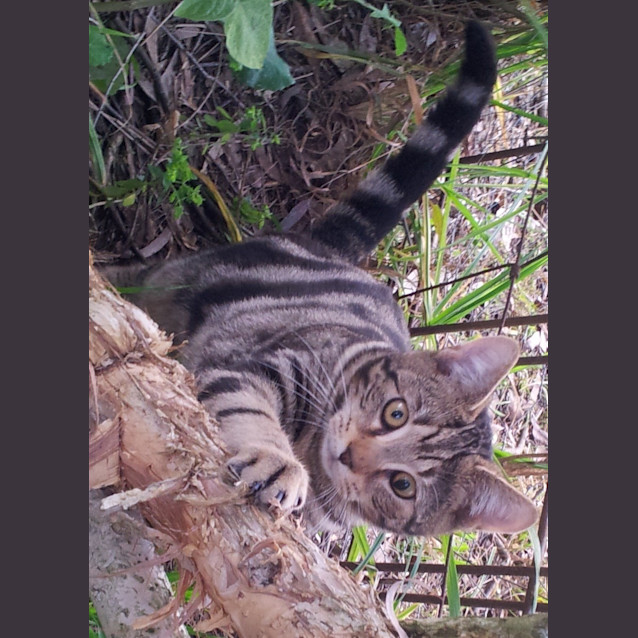 Photo of Cookie (Kitten)