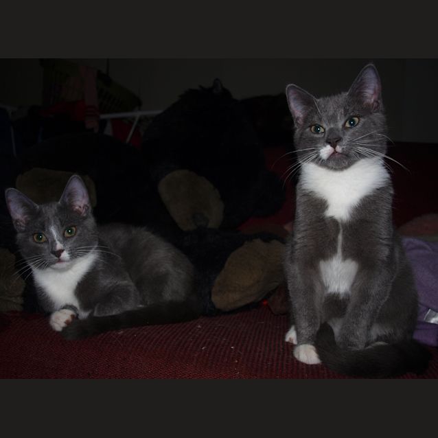Photo of Simon & Simone (Kittens)