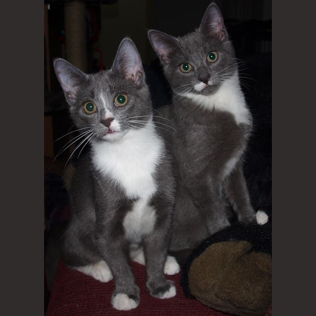 Photo of Simon & Simone (Kittens)